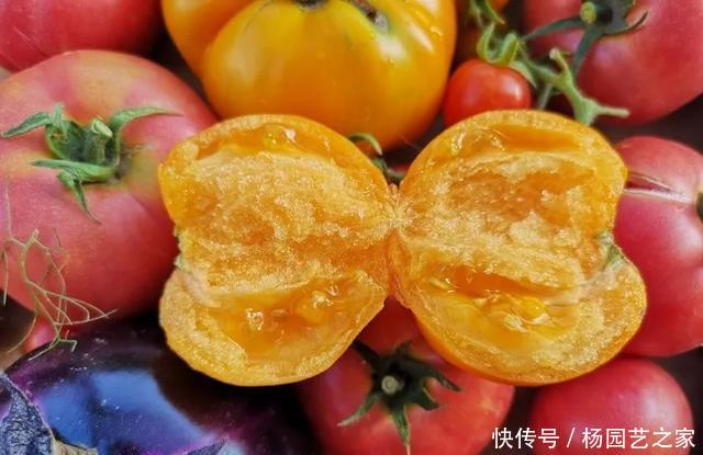 #吃不完#阳台种菜,跟着老菜农种番茄,结果多到吃不完!
