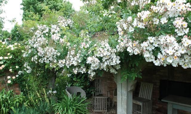  #春天#花园里养上这“2种花”，来年春天，花开不断，美极了！