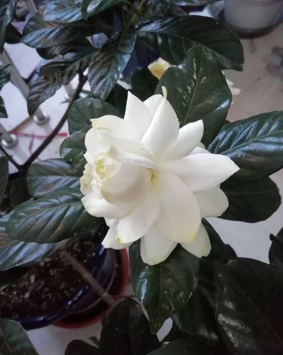  [栀子花]栀子养护小常识，栀子花喜欢湿润，搭配酸性土，栀子长的旺