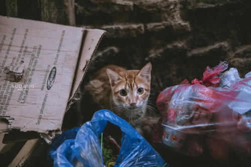 日出之前，古城里的第一批游客并非人类：孤独旅人与流浪猫的对话