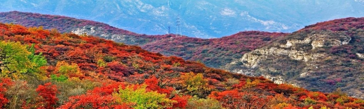 山上即将红叶漫天，山下百种山货齐聚，坡峰岭溜娃赏景一站配齐