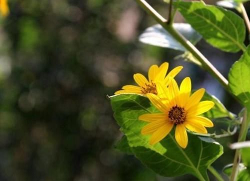  「人称」农村野生“向日葵”，人称“鬼子姜”，你有没有吃过？