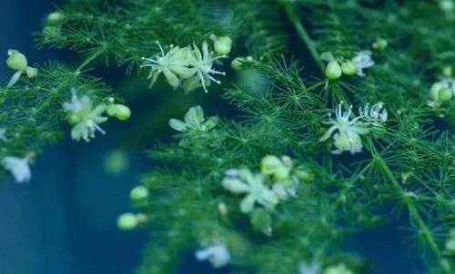  #不好#文竹开花是大凶？完全是“扯蛋”，满足3个小要求，白花开满盆