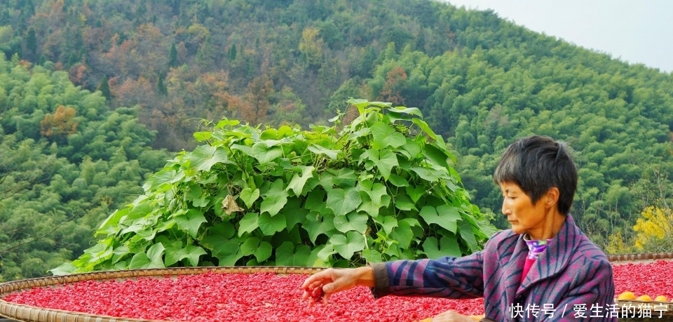 安徽最美秋色即将上线 三个人少景美的赏秋胜地 错过要再等一年