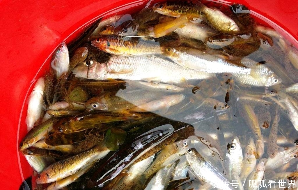  【水上漂】一种植物，猪牛不吃，农民却弄去“喂鱼”？网友：鱼