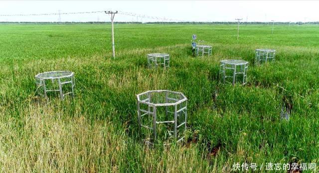  「植物」“教授”好心从国外进口一种植物，如今已经泛滥成灾成