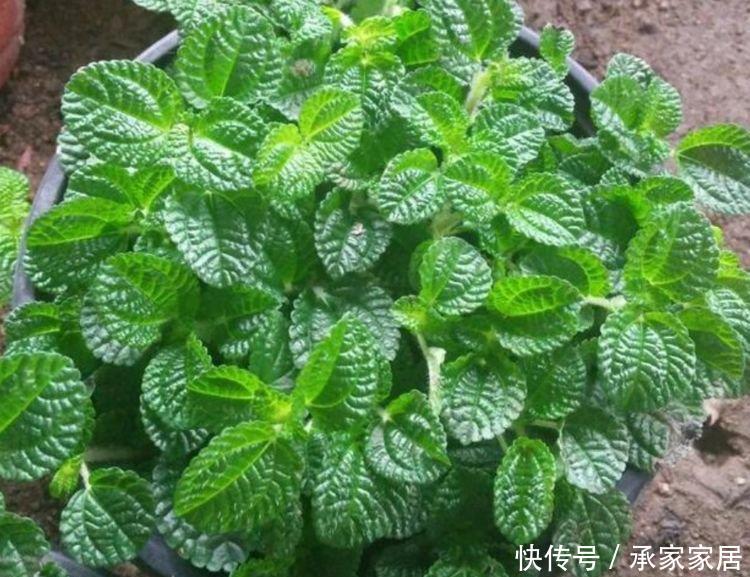 『快快』家养这些植物,阳台开出花海,一年四季可开花,快快养起来!