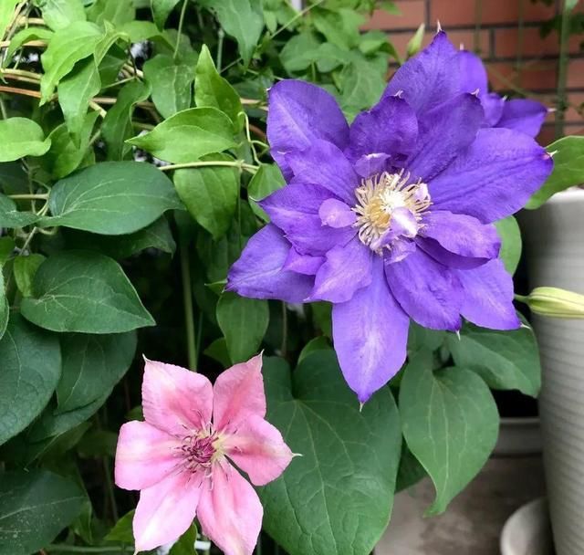  「球老师爱吃薄荷冰淇」封闭阳台养花，防盗窗有大用，1平米也能变花园！