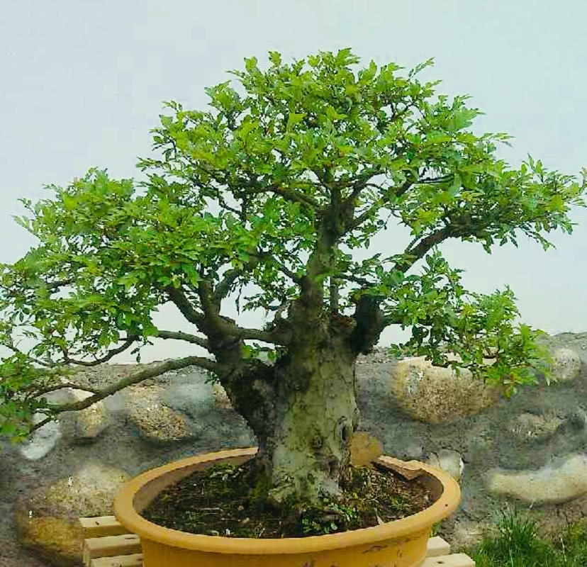 盆景欣赏：盆景塑造讲究师法自然 因势造型才能塑造佳景