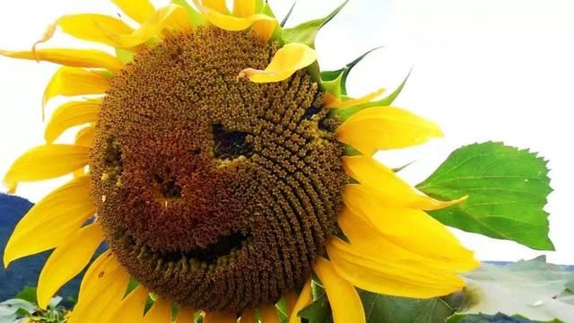  喜欢吃瓜子@爱吃瓜子的花友，现在一定记得种棵向日葵，选品种是重点！