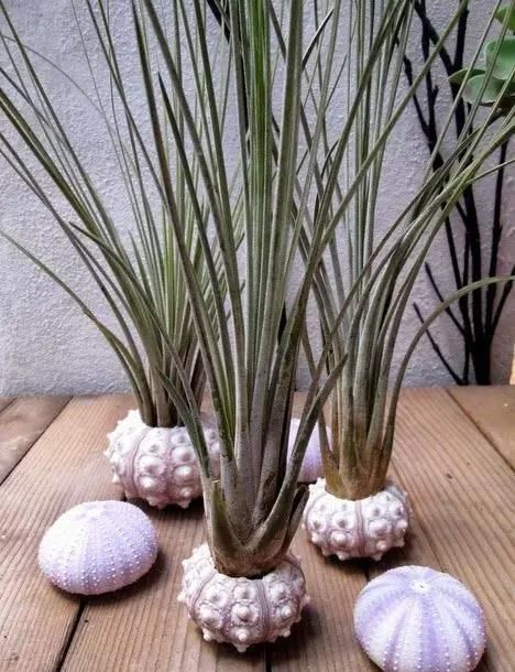  附生植物：植物能“自由”成什么样？教你几种“不要土”的附生植物...