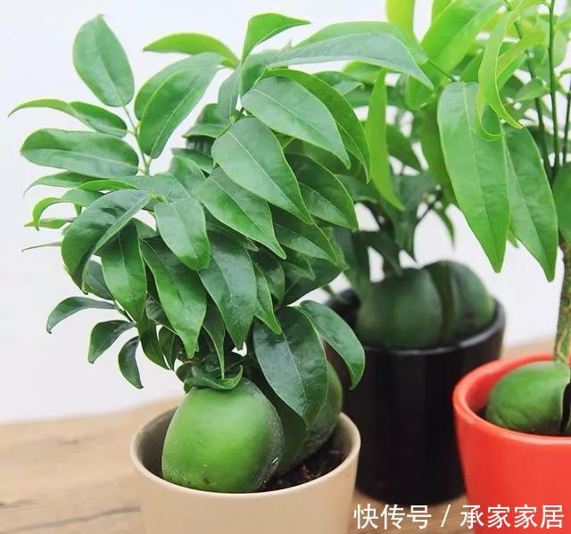 『家中』家中必养的3种观叶植物,招财纳福好运来,你家有几种?