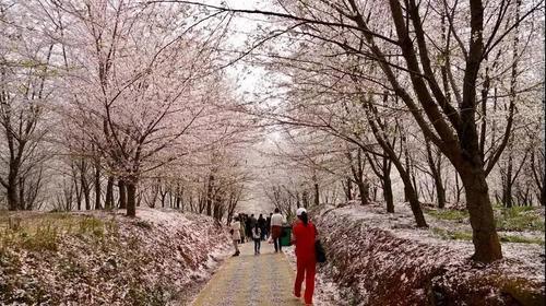 贵州私藏的人间仙境万亩樱花海，绝世美景震惊世界！