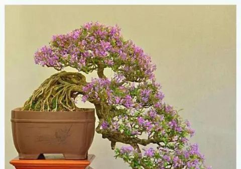 一组悬崖盆景佳作欣赏 可上九天揽月 可下五洋捉鳖