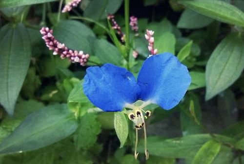  『值钱』此种“野草”不多见，被称为“鸭跖草”，珍贵、值钱，请勿忽视！