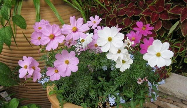  「花型」这花盛开时枝头挂满“小灯笼”,花型别具一格,春季养花别错过