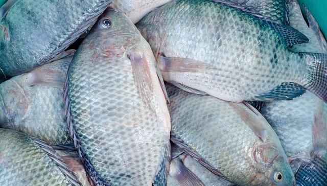  罗非鱼@农村这种淡水名鱼，肉嫩刺少，营养丰富，养殖前景不错！