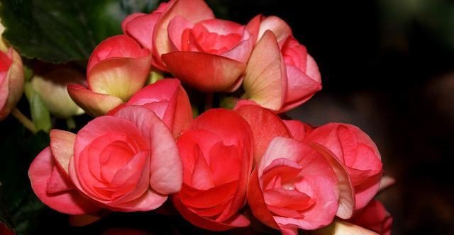  家里|3种花漂亮又好养，花色丰富能爆盆，家里养一盆，养出美丽小花园