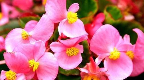  「开爆」阳台养此款花卉，不用费心，小花轻松开爆盆，盛开时繁花似锦