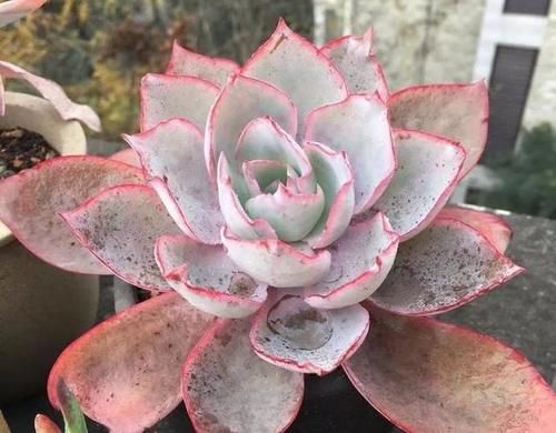  露养■多肉露养好时节：扔外面，1个月没管，美得跟整容了一样！