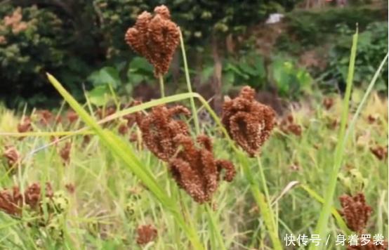  名字■都说是自己广西农村长大的，这些你能叫出它的名字