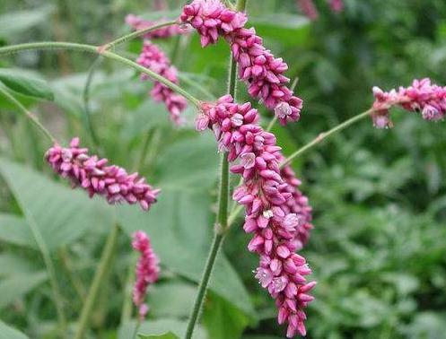 水田里比“辣椒”还辣的野草，磨成粉可以“抓鱼”，说不定你认识