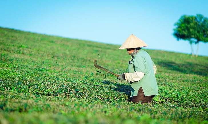  『越好』“茶树越老，茶叶就越好”，你被迷惑了吗？