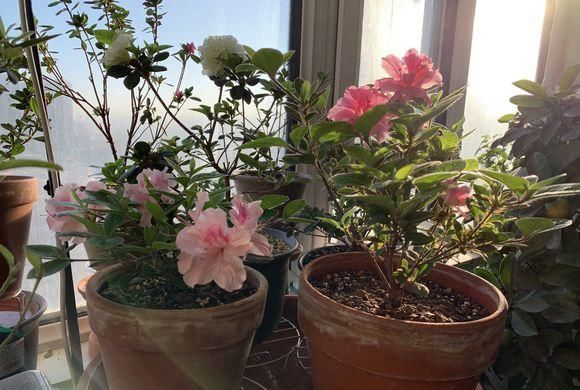 【土壤】养护杜鹃花,五个小技巧能要掌握,四季都能开,新手照样养爆盆