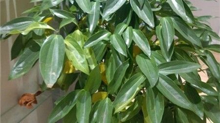  『喜欢』喜欢菊花，那就养盆“麦秆菊”，花色鲜艳，绚丽多彩，观赏性价值极高