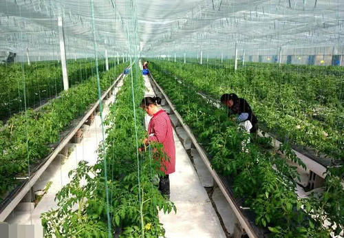  一批■不久后，农村下一批“富人”将出现，“这3类”人最有可能