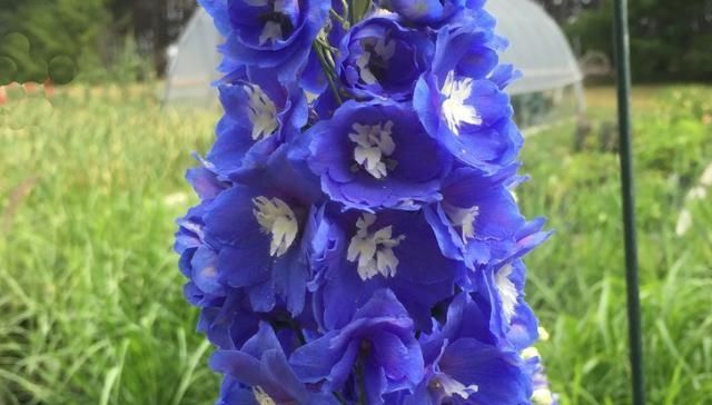  『种植』飞燕草长得很美吗？它有些什么样的特性？飞燕草的种植方法