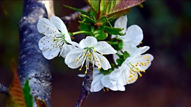 这里的樱花开放时,浓了春天,醉了游人!
