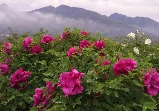 阳春三月,群芳争艳!来看西安这些“花花世界”的最佳踏春赏花指南