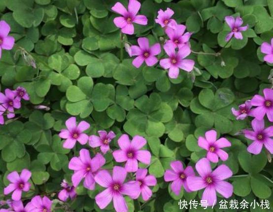  [人把它叫做]不知道该怎么规划阳台？不如养盆幸运草，每次花开美得像花海