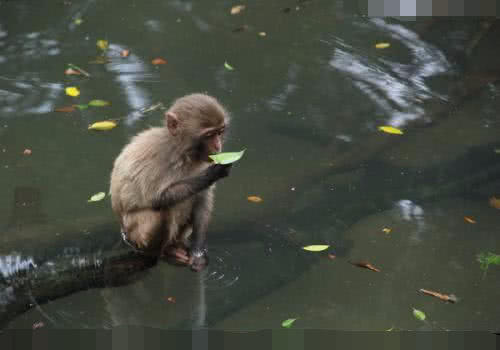 峨眉山猴子“太逗”见游客拍照竟做出如此可爱动作，网友：笑喷了