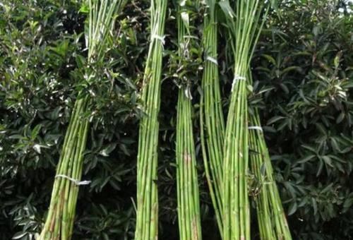  见到|农村大爷种了一亩的“甘蔗”拿到集市上卖，大家见到都抢着