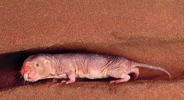 农村田里“地爬子”泛滥，怎么办？农村老农用了3招轻松解决