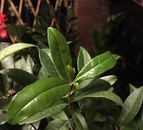  【花钱】4种花太贵别买了，掐个枝就能活，能省不少买花钱！