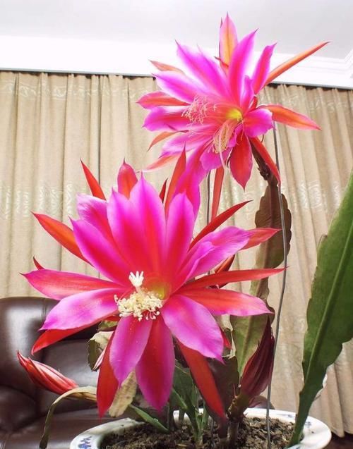  【鲜艳】此花颜色鲜艳多样，长势茂盛，花朵硕大，是阳台上常见的花卉