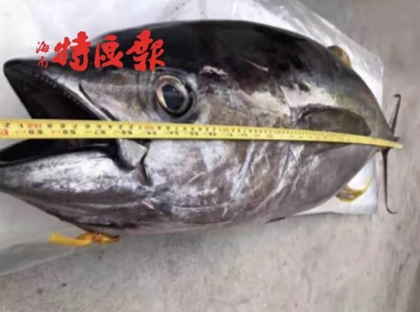 三亚渔民抓到一条鱼，有人出价92888元！它稀奇在哪？