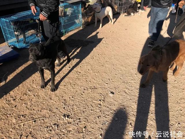 『商贩』狗市:商贩出售凶悍的杜高犬,报价八百却无人敢买!