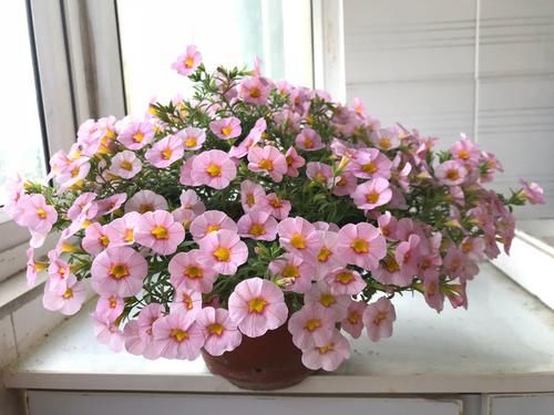  「花香」喜欢菊花，不如养这四款花，花香十足，花色绚丽多彩
