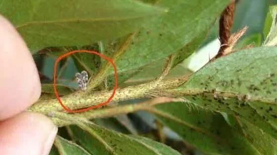  『室内观叶植物』家里养的观叶植物叶片容易腐烂、发黑，还不断黄叶枯萎，啥情况？