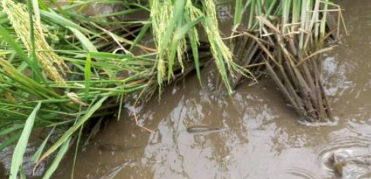 农村养殖一种水产品以前不值钱，现一斤100元，纯收入20万元