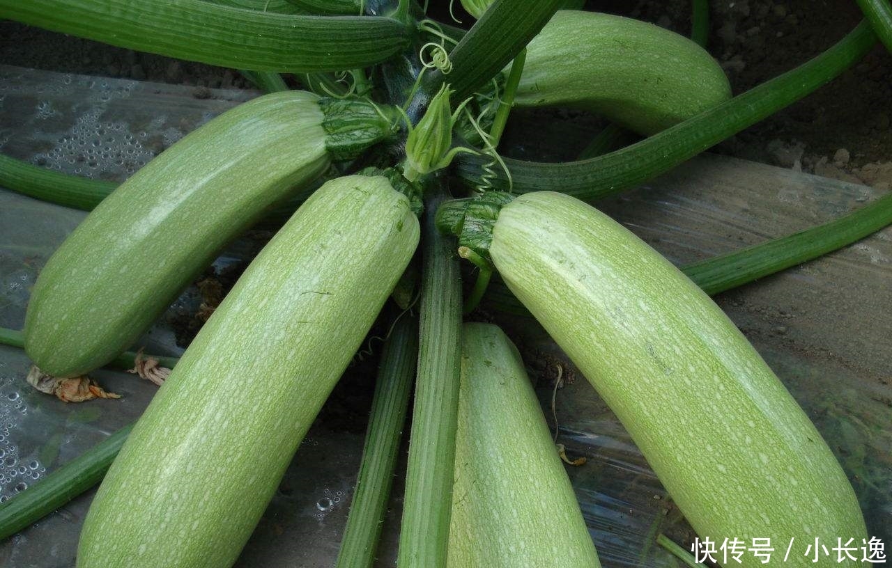  欧洲■100年前当稀奇从欧洲引进，因产量太高被嫌弃，农民不愿意