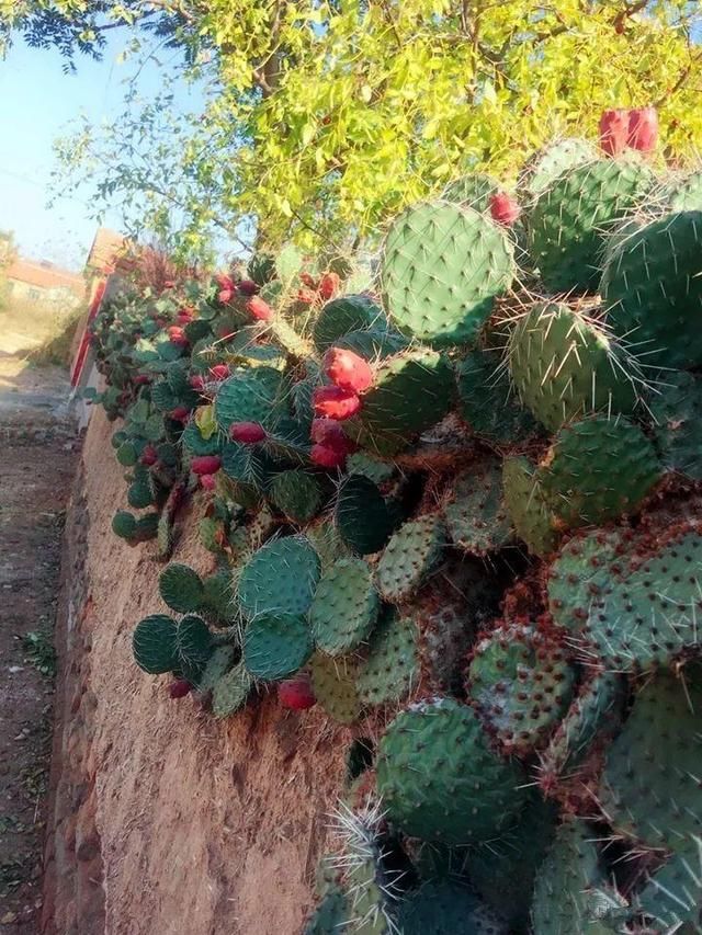 慎养■这花要慎养,每年砍掉3麻袋,照样蹭蹭长