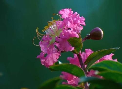 海上花语?|紫薇：谁道花无红百日，紫薇长放半年花