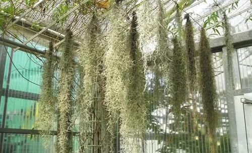  附生植物：植物能“自由”成什么样？教你几种“不要土”的附生植物...