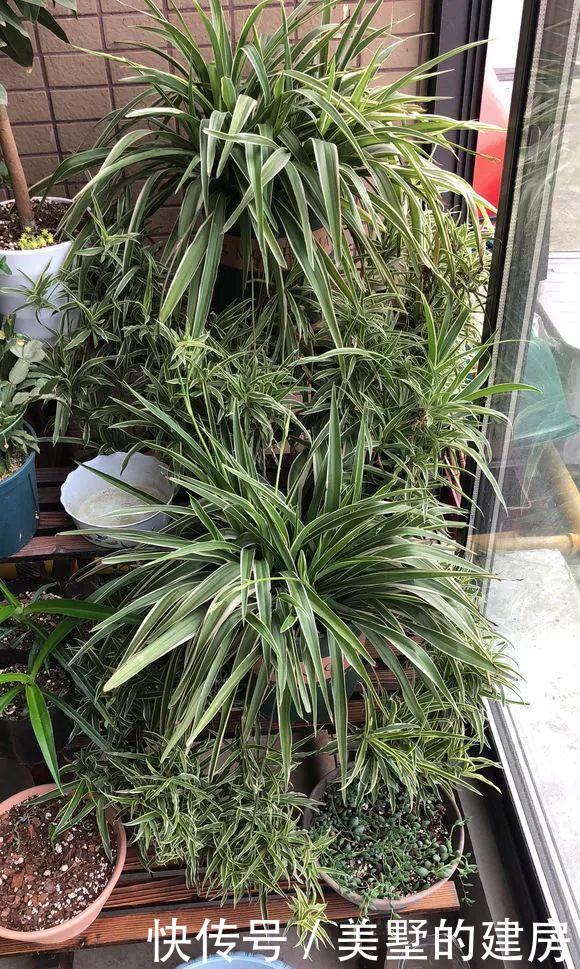  [抗旱能力]老花匠妙招，养绿萝文竹喂点阿司匹林，嗖嗖冒新芽，根儿挤破盆！