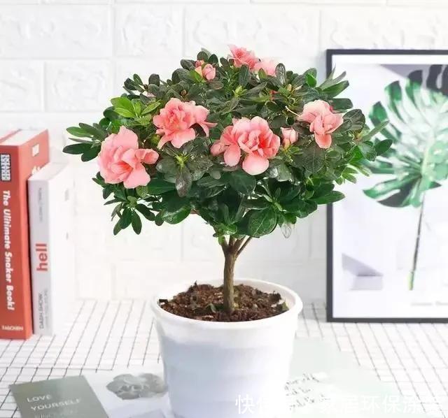 杜鹃花|杜鹃花这样养,不掉叶不落蕾,花开一波又一波,来年继续开